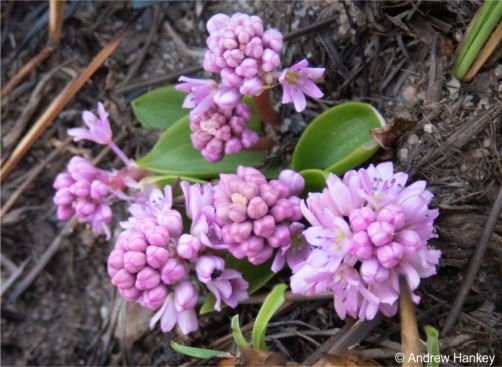 Ledebouria altopaludosa