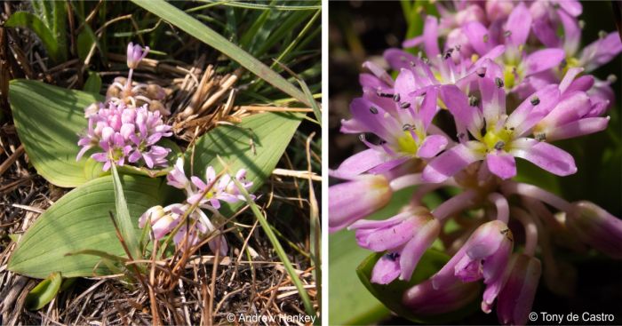 A plant in flower in habitat and a close-up of the flowers
