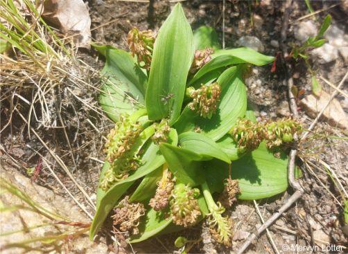 A plant with developing fruits