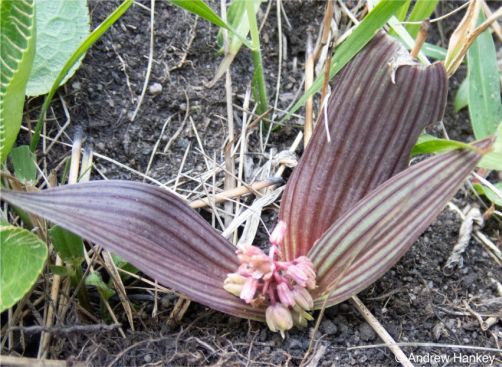 A plant with leaves suffused with red