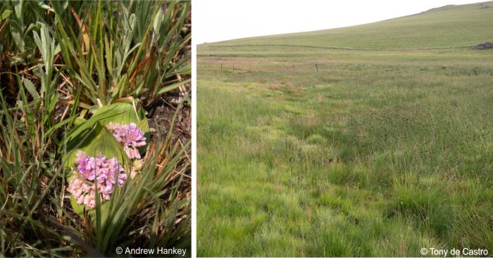 Mountain grassland in Mpumalanga, habitat of Ledebouria altopaludosa