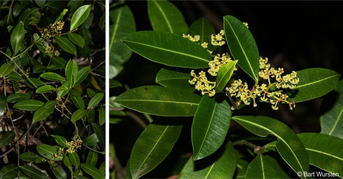 Secamone alpini stems, leaves and flowers