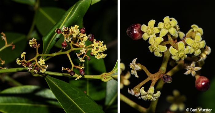 Secamone alpini inflorescence and flowers close-up