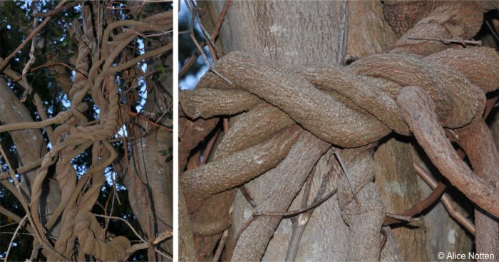 Rope-like twining stems of Secamone alpini