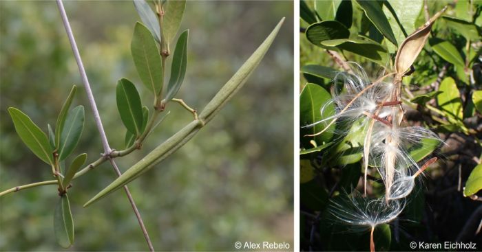 Fruit and seeds of Secamone alpini