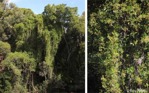 Secamone alpini growing up and over forest trees