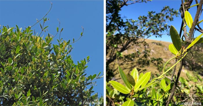 Long twining stems of Secamone alpini