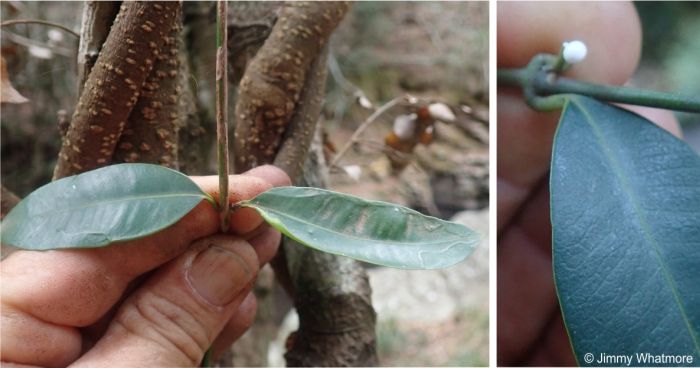 Secamone alpini bleeds white latex when damaged