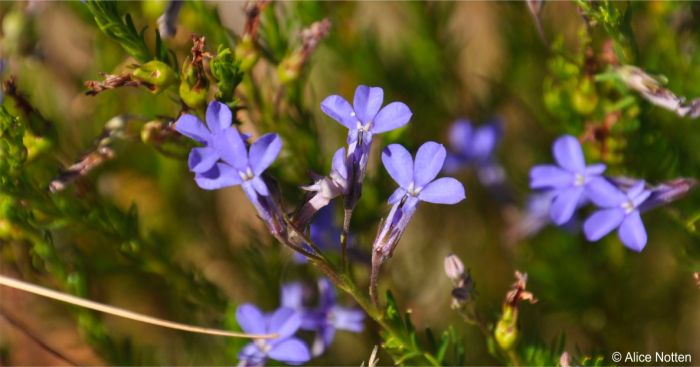 Lobelia pinifolia flowers and developing fruits