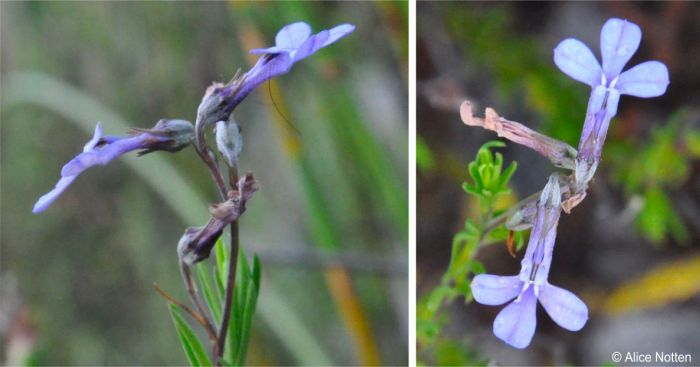 Lobelia pinifolia inflorescence and flowers