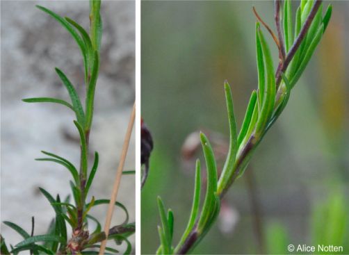 Lobelia pinifolia leaves