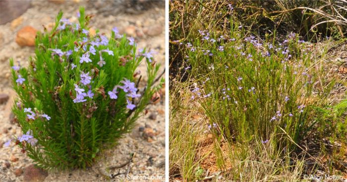 Lobelia pinifolia plants in flower in habitat