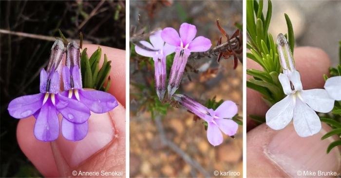 Flower colour variants in Lobelia pinifolia