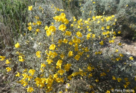 Polhillia stirtoniana 