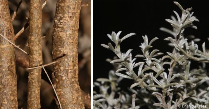 Woody stem and leaves of Polhillia stirtoniana 