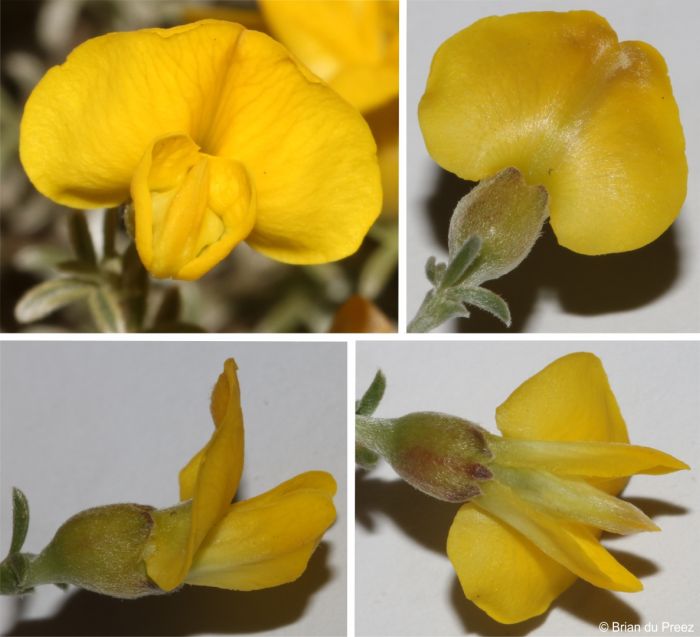Flower of Polhillia stirtoniana, front, back, side and underside views