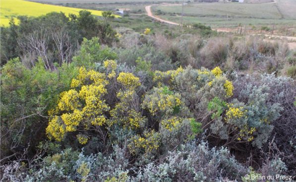 Habitat of Polhillia stirtoniana 