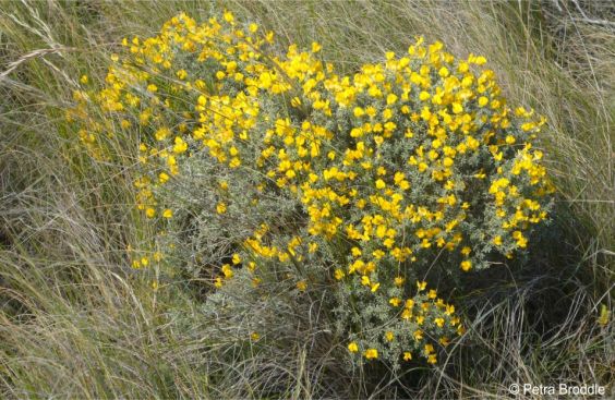 A Polhillia stirtoniana plant in flower in habitat