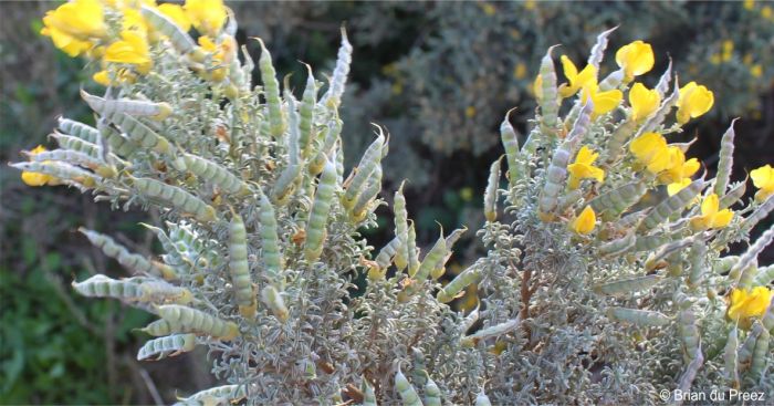 A Polhillia stirtoniana plant in fruit