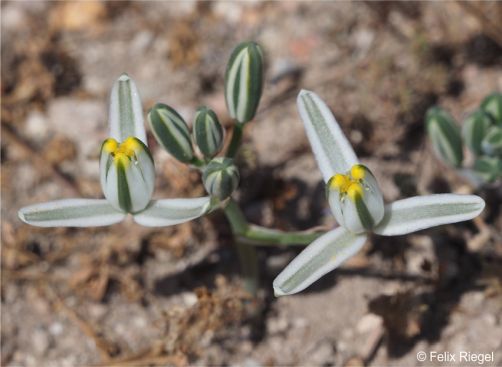 Albuca setosa flowers Albuca setosa flowers