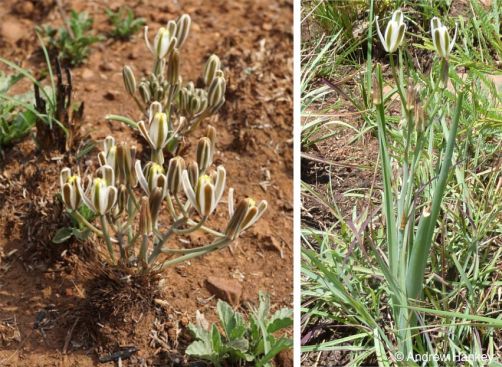 Albuca setosa plants in flower in habitat Albuca setosa plants in flower in habitat