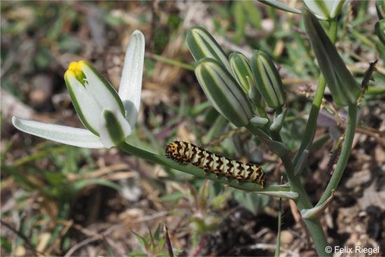Caterpillars eat the plants Caterpillars eat the plants