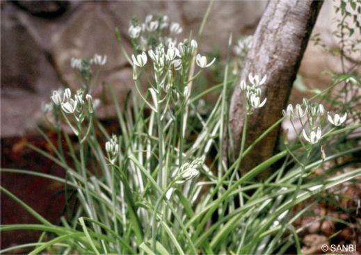 A clump of Albuca setosa in a garden A clump of Albuca setosa in a garden