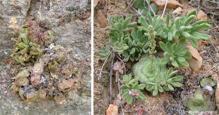 Crassula pseudhemisphaerica in habitat at Kleinzee