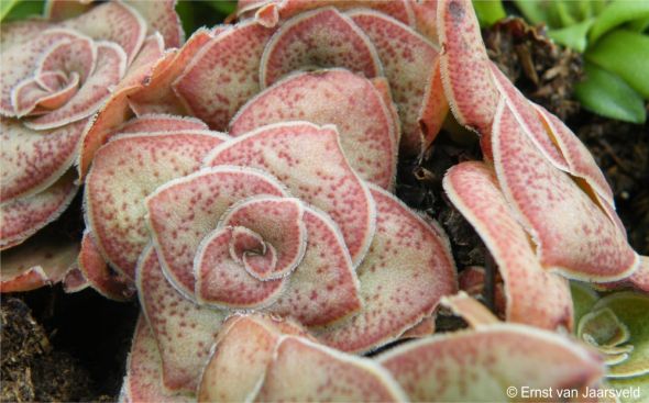 Close-up of Crassula pseudhemisphaerica in cultivation 