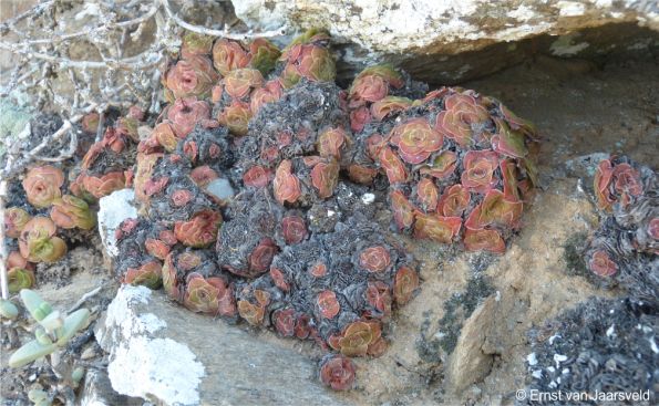 Crassula pseudhemisphaerica in habitat at Holgat River