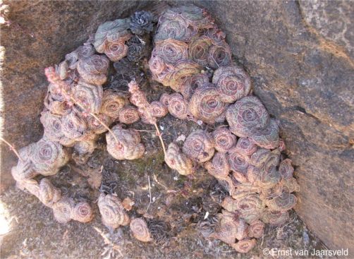 Crassula pseudhemisphaerica in habitat at Hunsberg