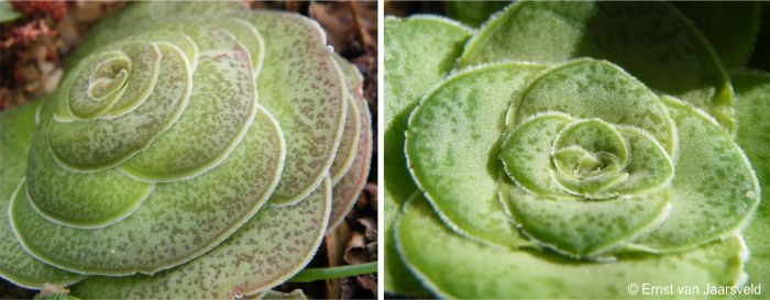 Crassula pseudhemisphaerica plants in cultivation 