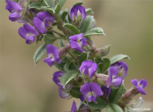 Lotononis lotononoides 