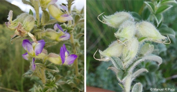 Flowers and fruits of Lotononis lotononoides 