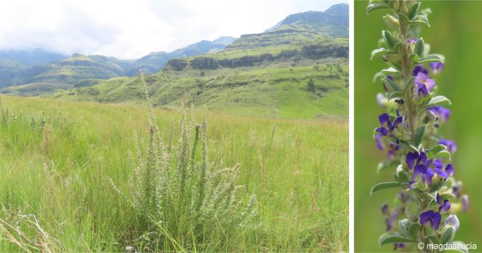 Lotononis lotononoides in habitat