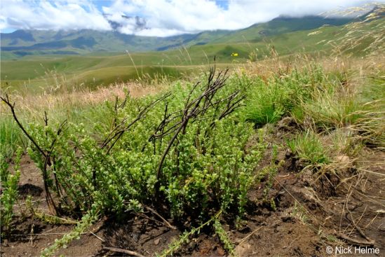 A Lotononis lotononoides plant resprouting after a fire