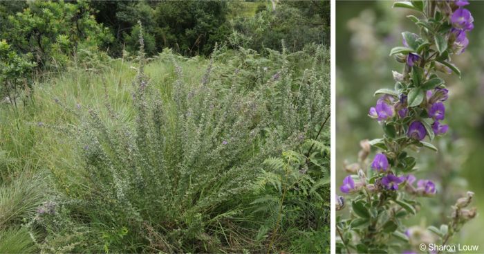 Typical habit of Lotononis lotononoides