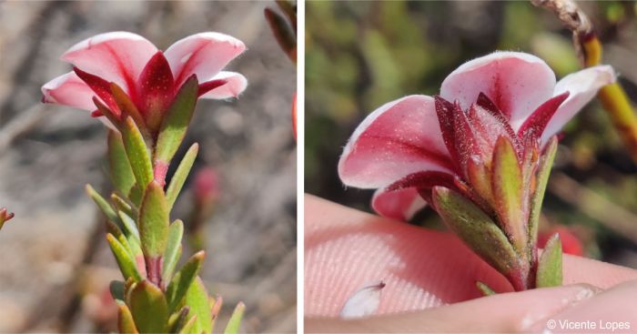 Reddish purple calyx and the underside of petals flushed red