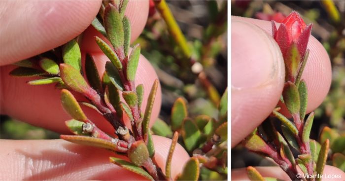 Leaves glandular-punctate underneath