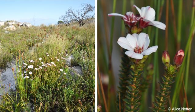 Adenandra villosa in habitat, southern Cape Peninsula