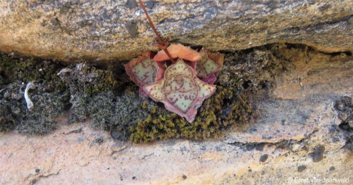 Crassula montana subsp. montana 