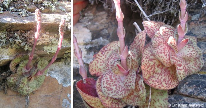 Reddish colour dry season