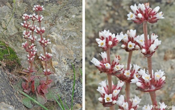 Crassula montana subsp. montana in flower
