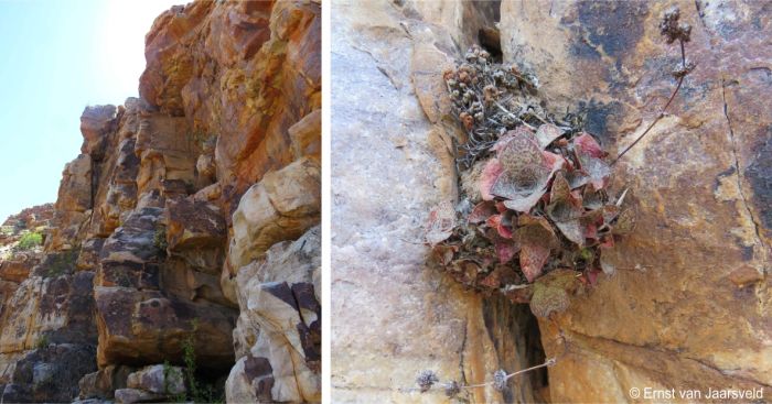 Habitat, shady cliffs along the southern Cederberg