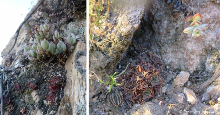 Sharing habitat, Piekenierskloof