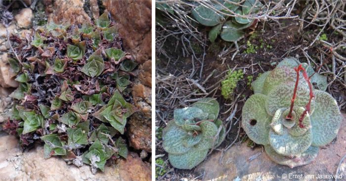 Piekeierskloof and Rooikloof