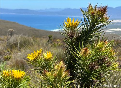 Berkheya angusta flowering in habitat