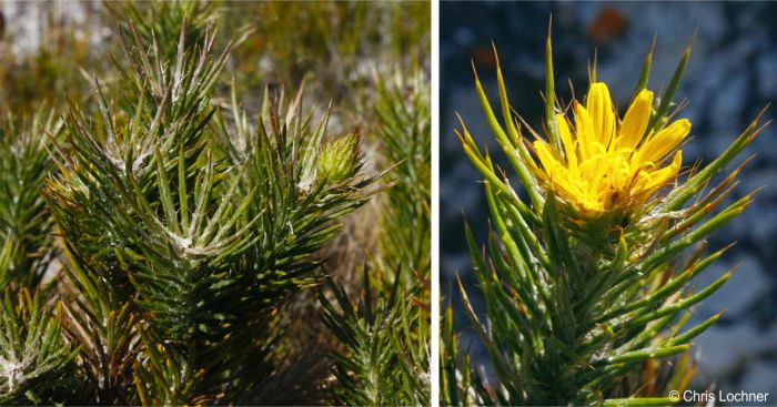 Narrow leaves and flowerheads at the tips of branches