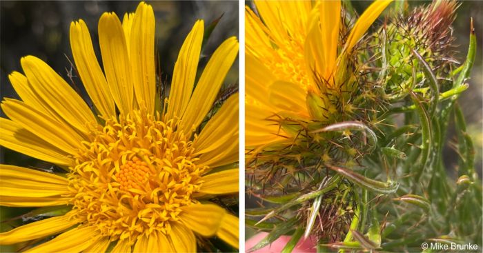 Close-up of a flower head showing flowers, and the floral bracts underneath
