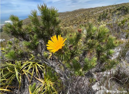 Berkheya angusta is a woody shrub